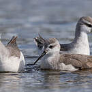 Phalarope de Wilson