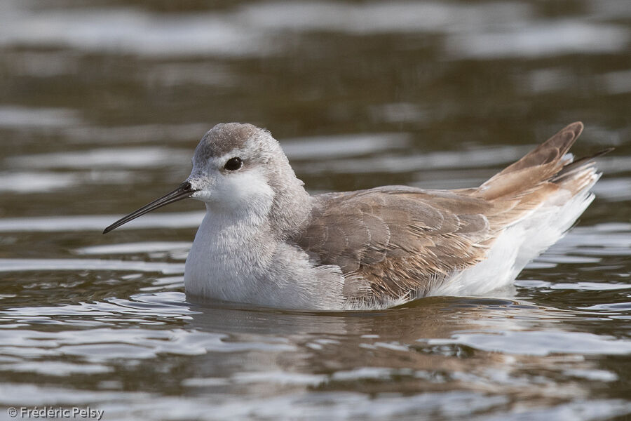 Phalarope de Wilson