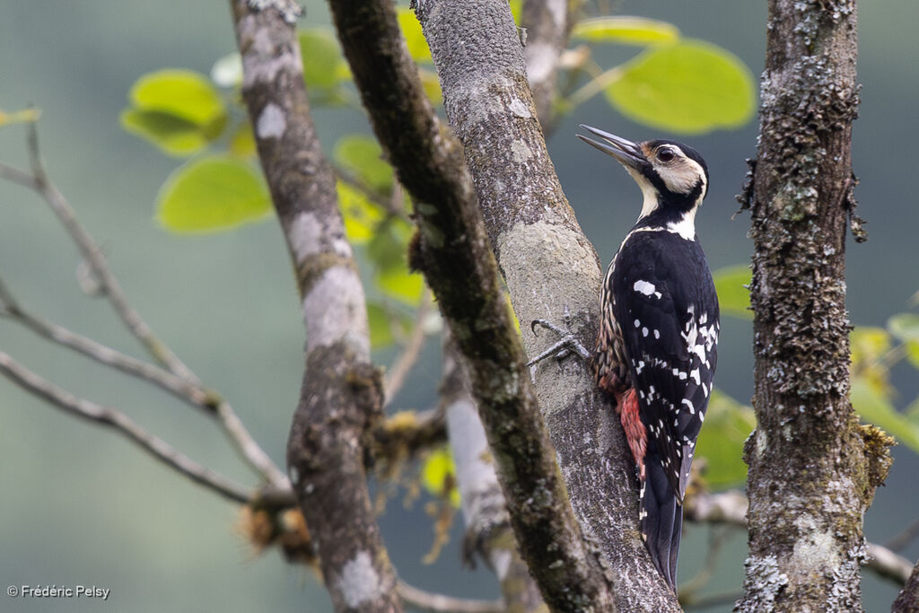White-backed Woodpecker