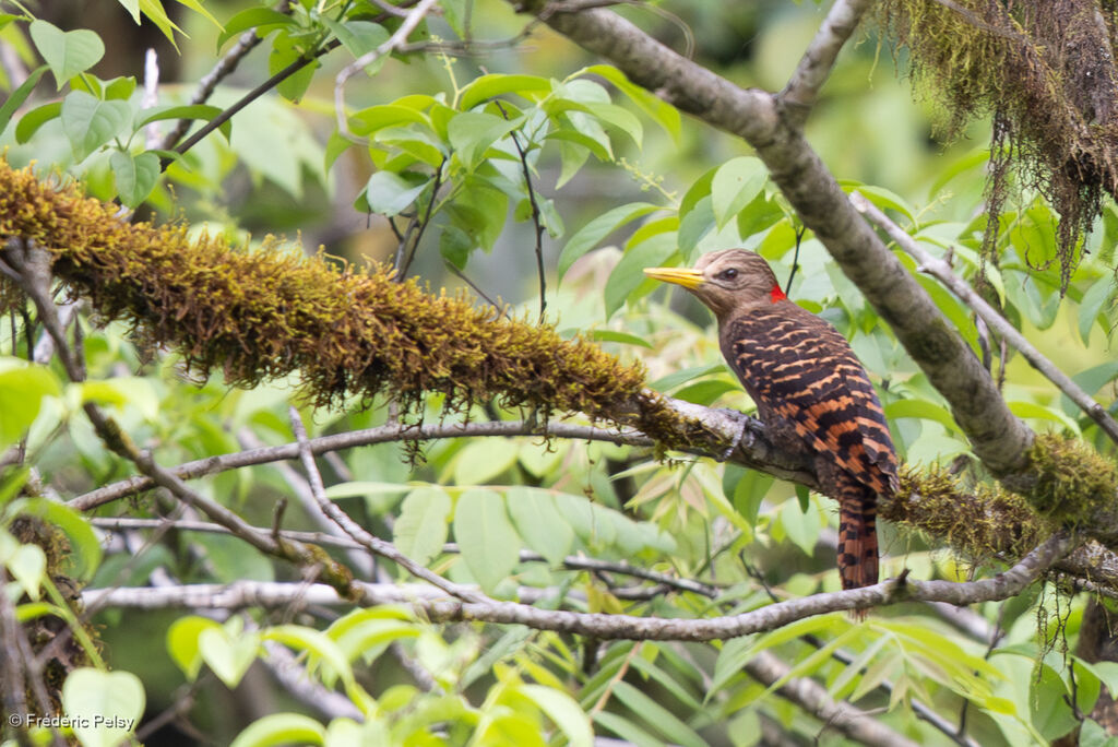 Bay Woodpecker