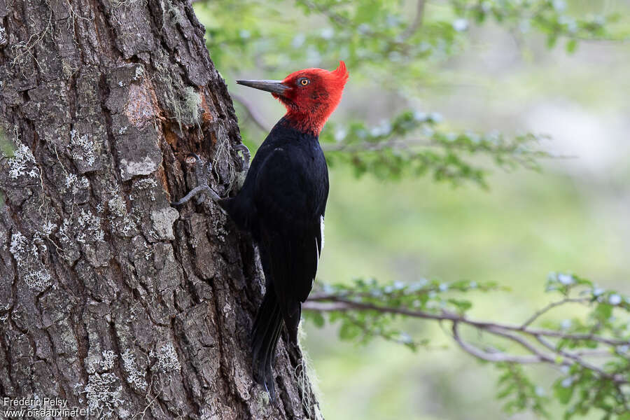 Magellanic Woodpecker male adult, identification