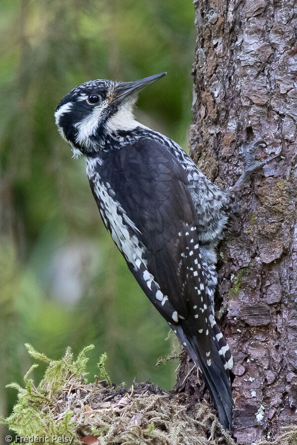Eurasian Three-toed Woodpecker female
