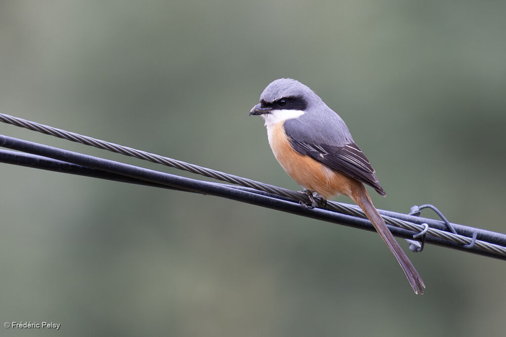 Grey-backed Shrike