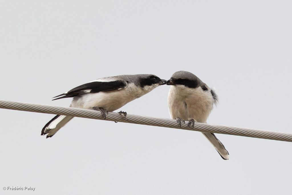 Pie-grièche géante