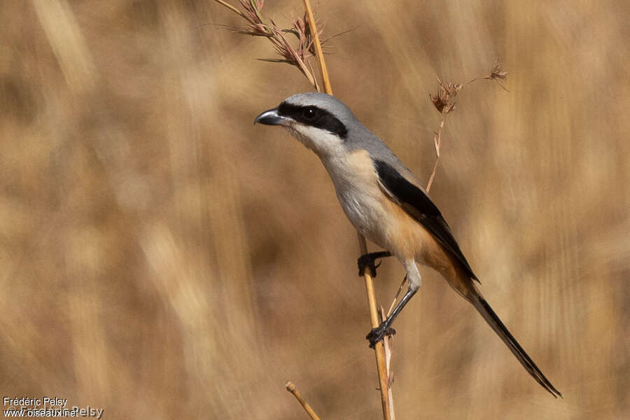 Pie-grièche schachadulte, identification