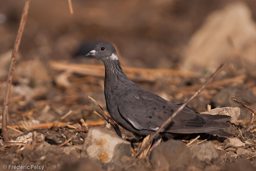 White-collared Pigeonadult