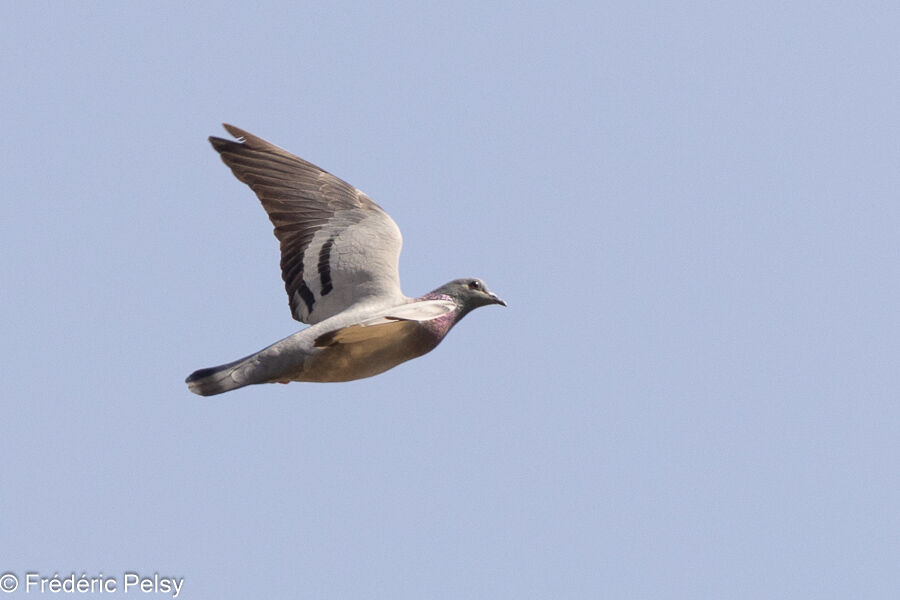 Pigeon biset, Vol