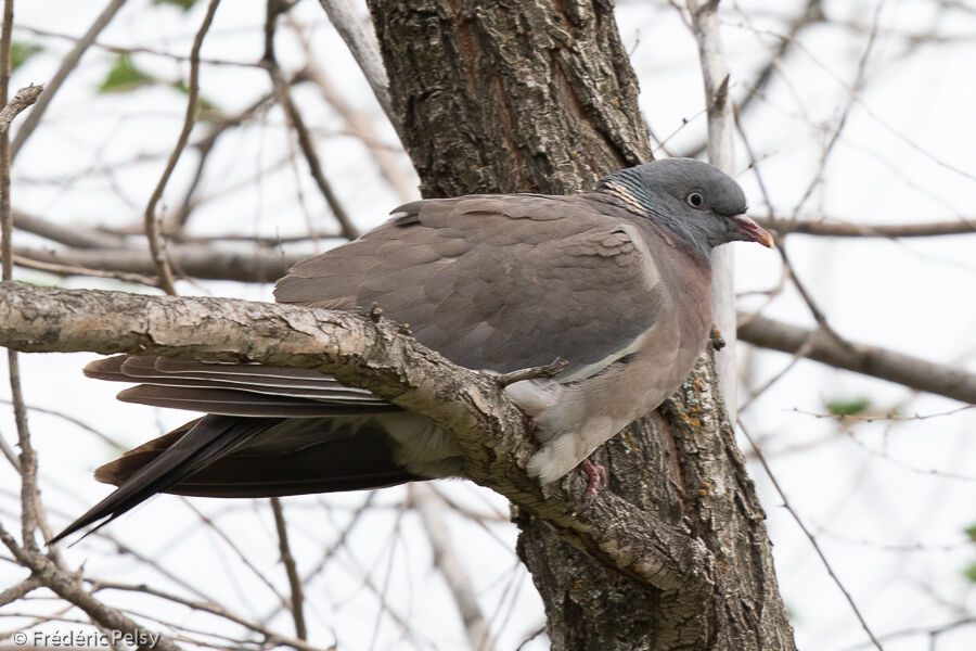 Pigeon ramier