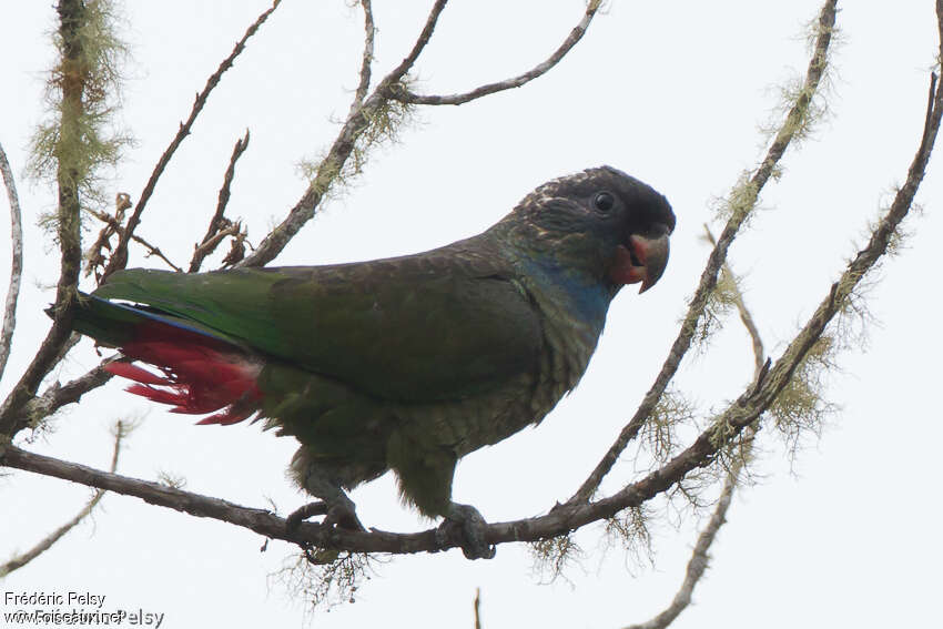Red-billed Parrotadult, identification