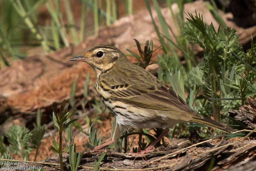Pipit à dos oliveadulte, identification