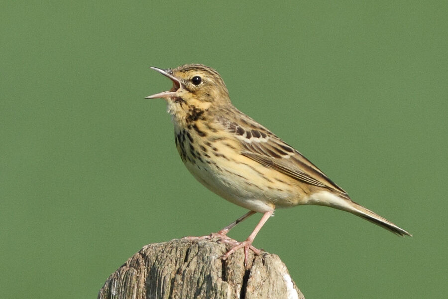 Pipit des arbresadulte, chant