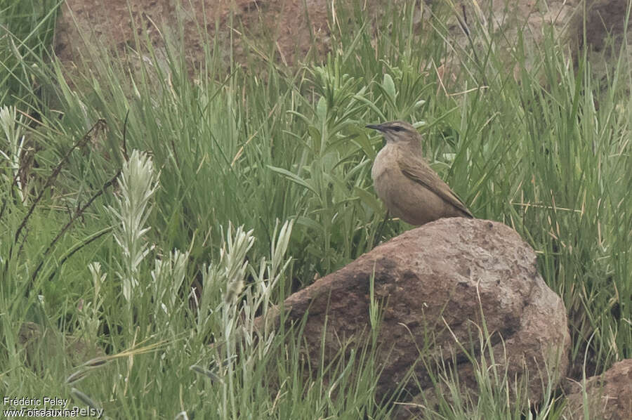 Pipit des rochersadulte