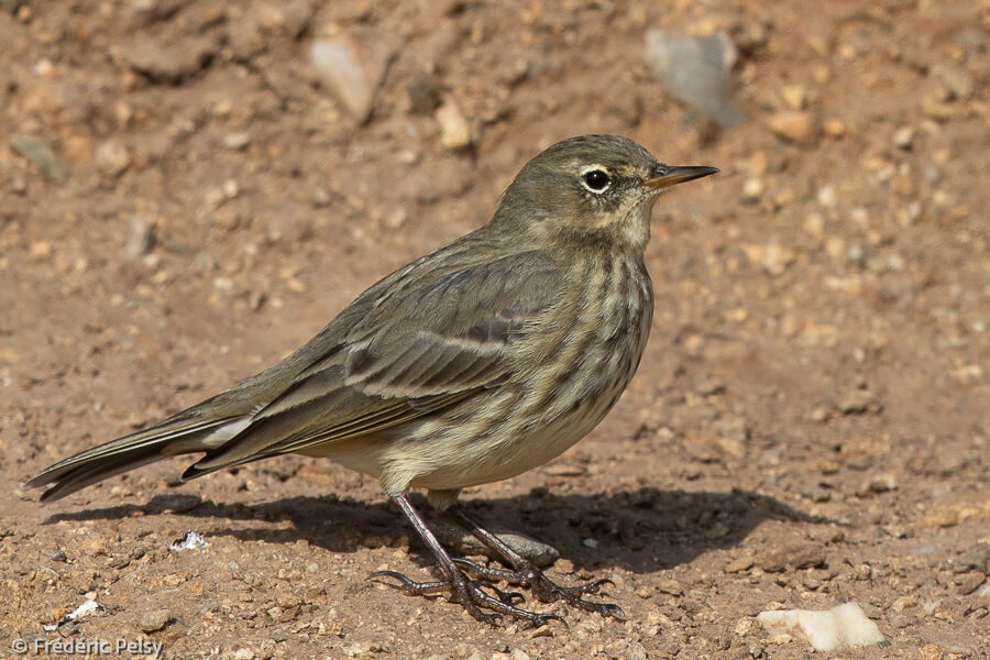 Pipit maritime