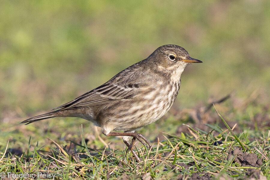 Pipit maritime