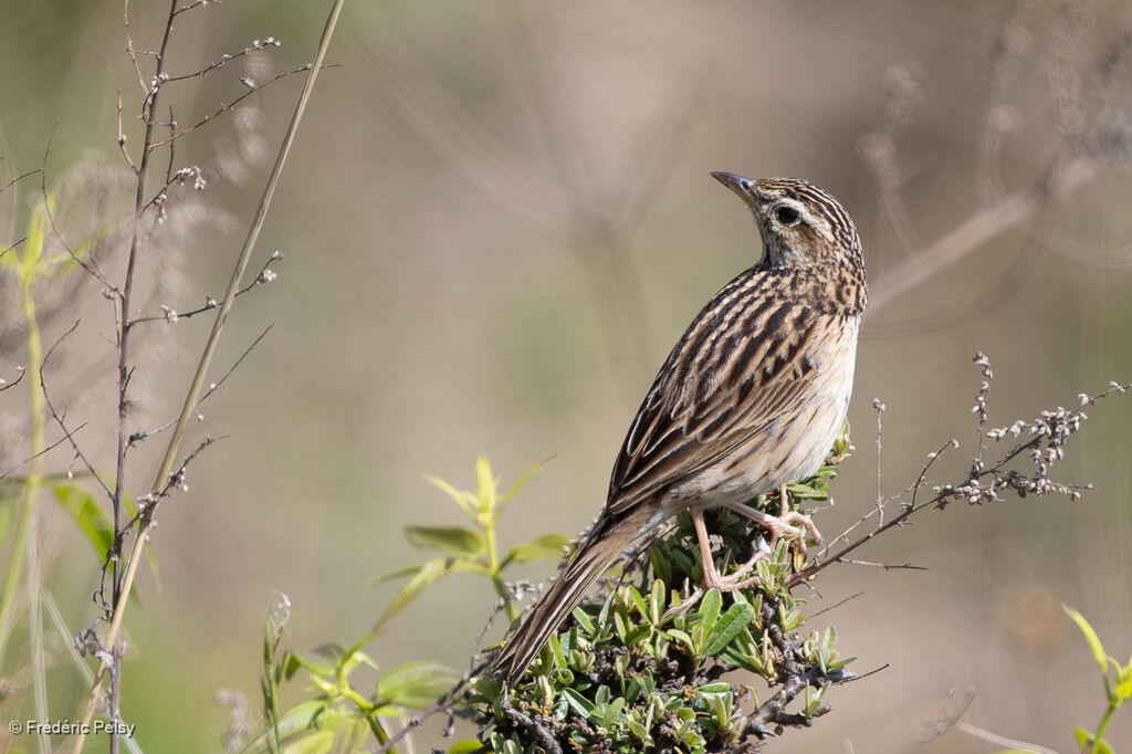 Upland Pipit