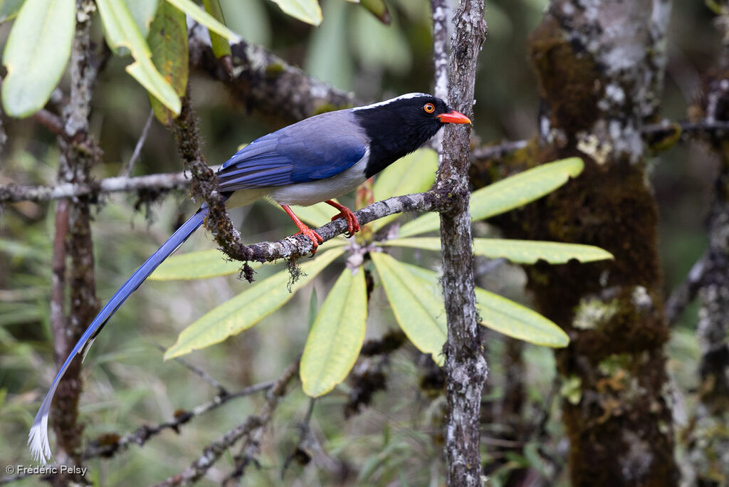 Red-billed Blue Magpie