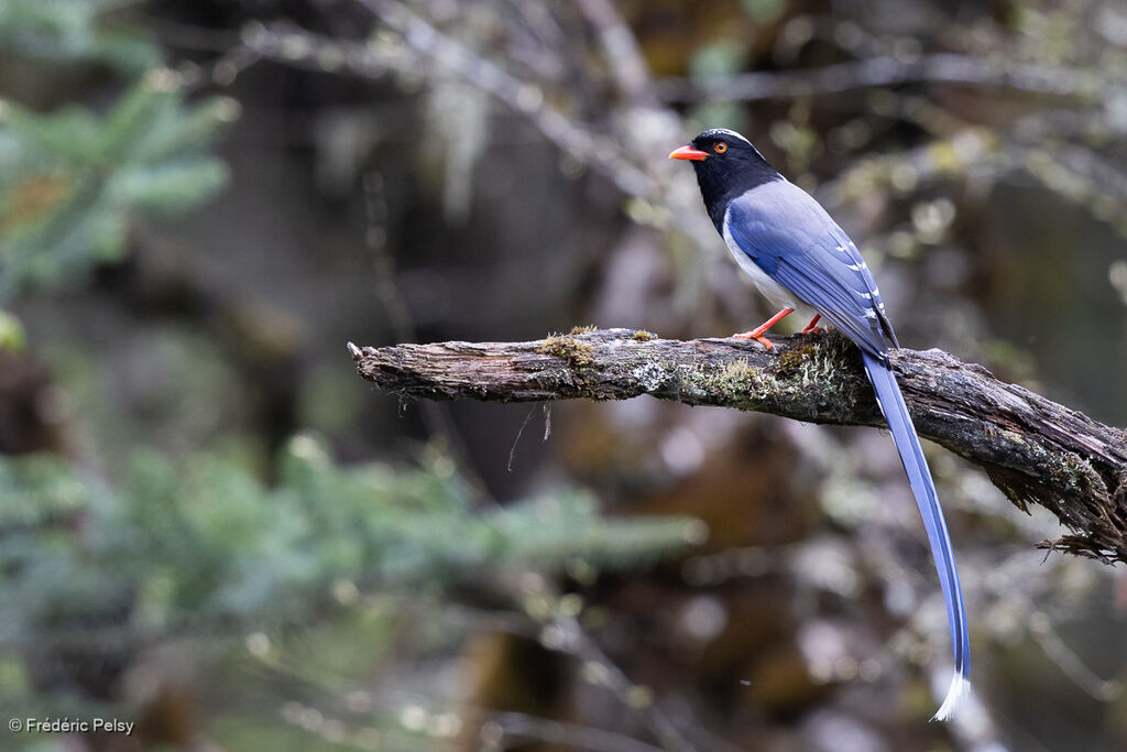 Red-billed Blue Magpie
