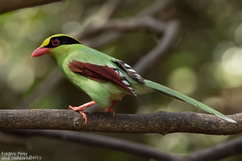Common Green Magpieadult, identification, aspect