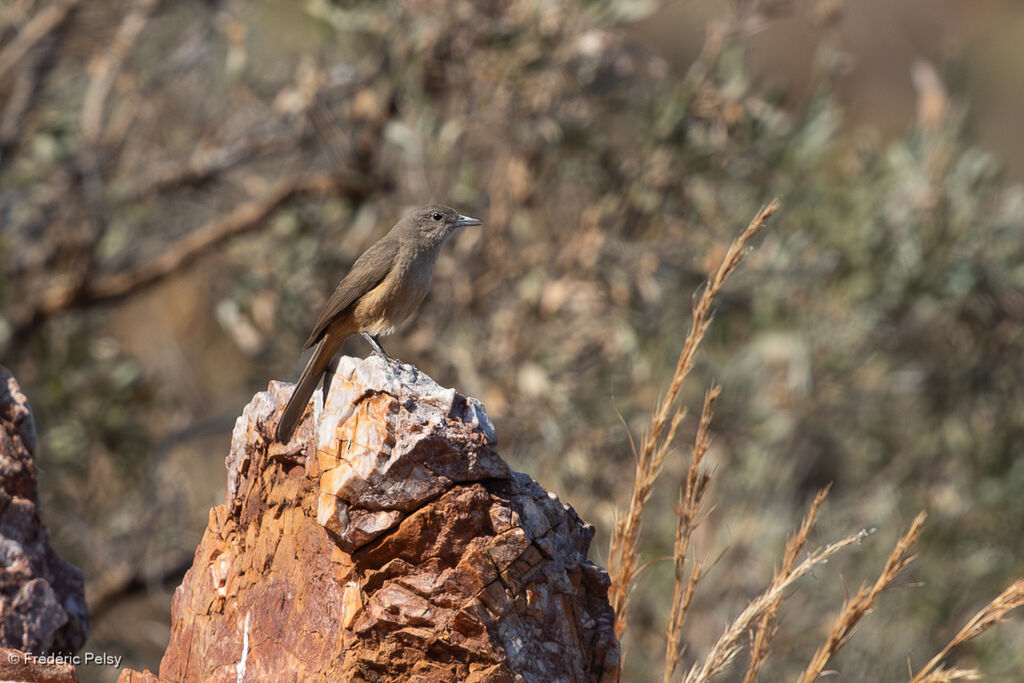 Sandstone Shrikethrush