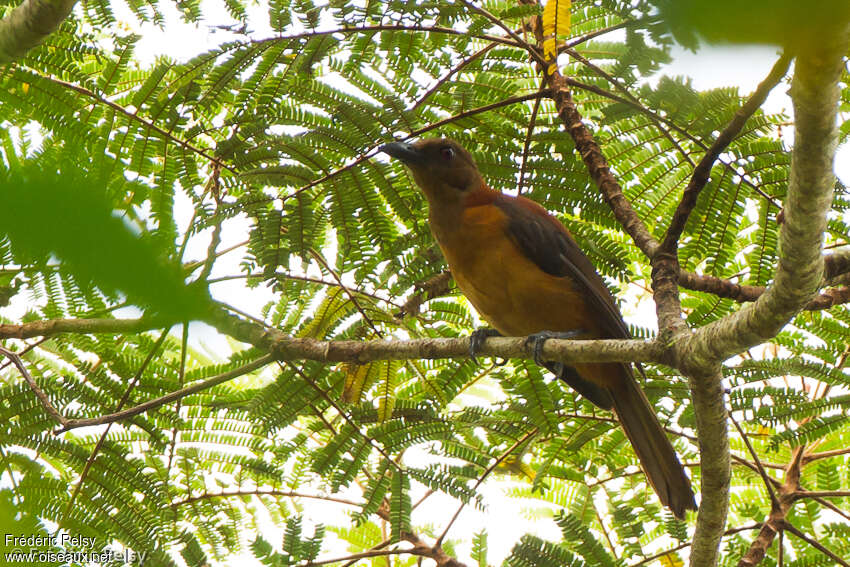 Pitohui variableadulte, identification