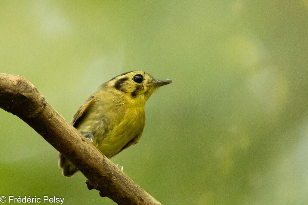Platyrhynque à tête d'or