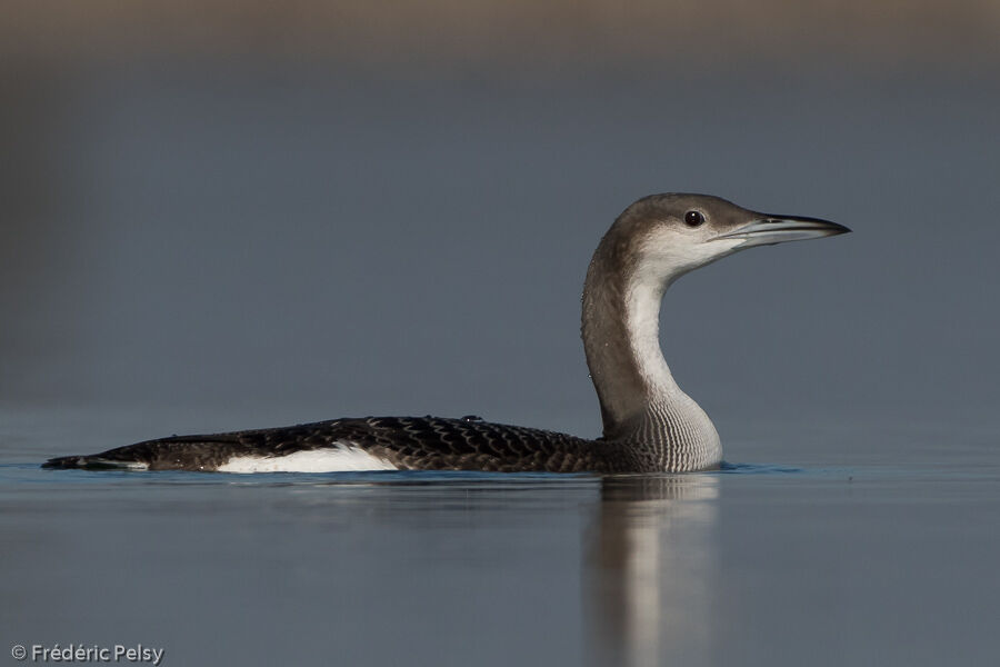 Plongeon arctiquejuvénile