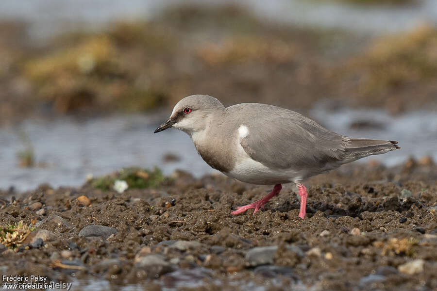 Magellanic Ploveradult, identification