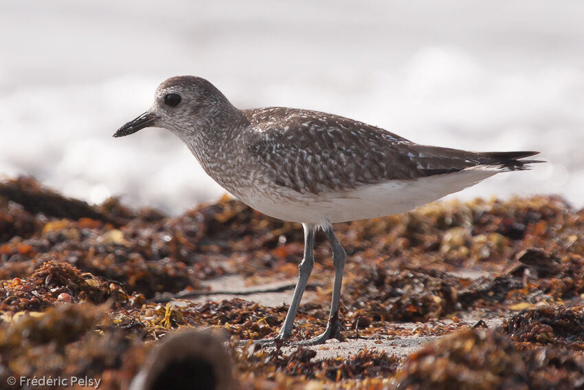 Grey Plover