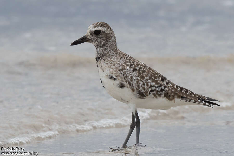Grey Ploveradult transition, identification