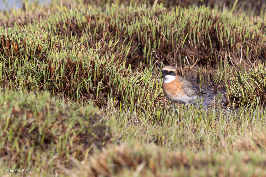 Tibetan Sand Plover