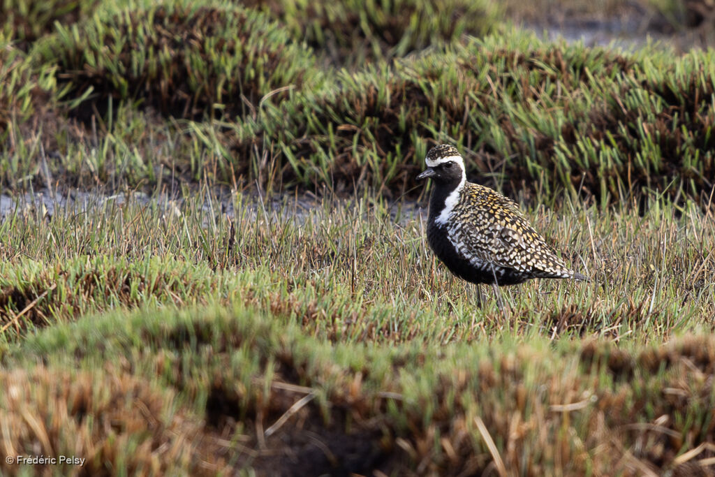 Pacific Golden Plover