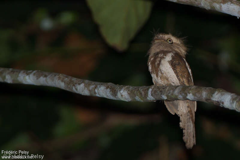 Palawan Frogmouthadult, identification