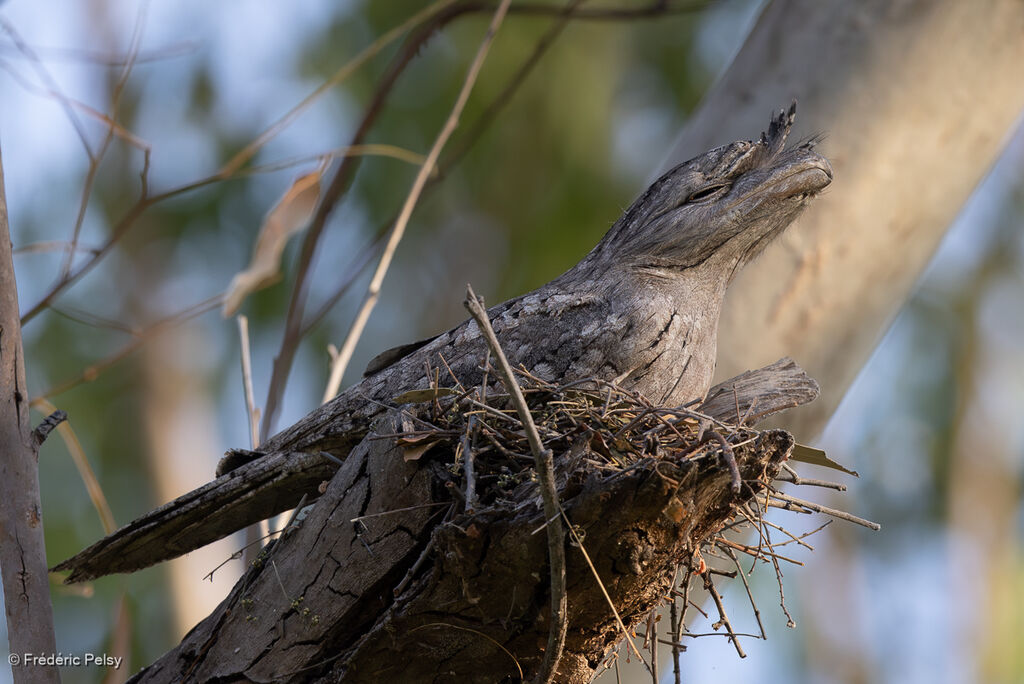 Podarge grisadulte, Nidification