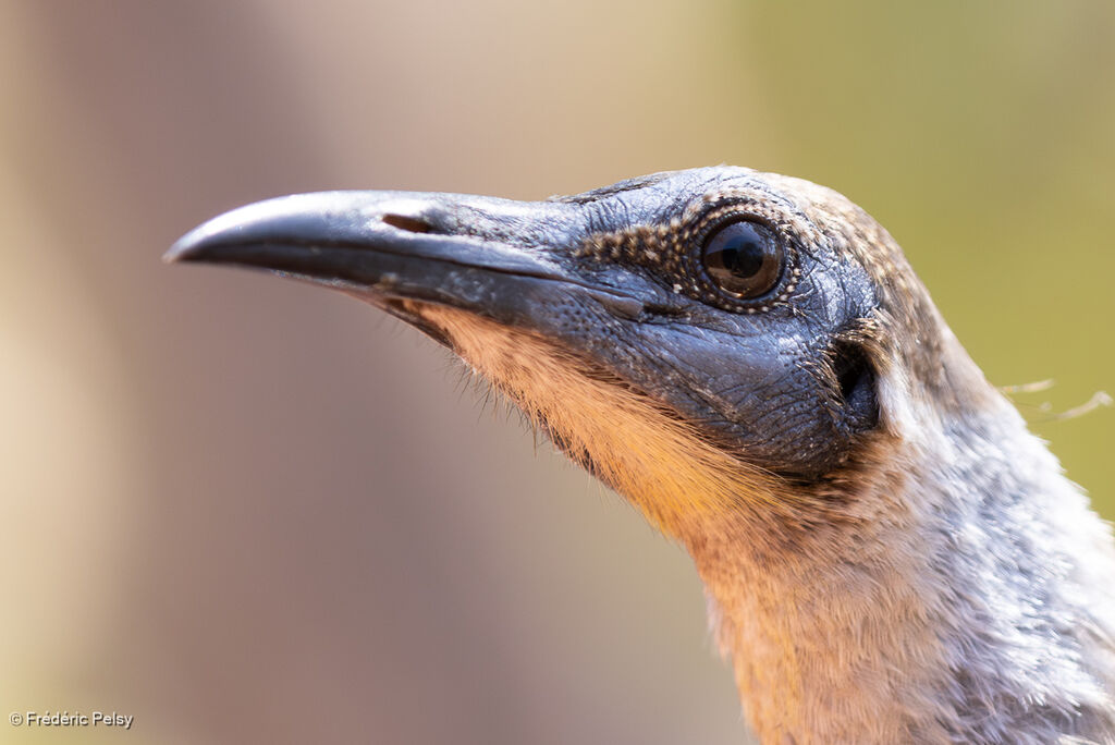 Polochion à menton jaune