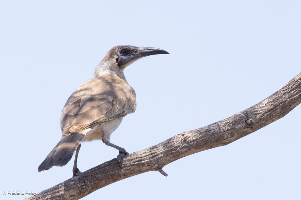 Little Friarbird