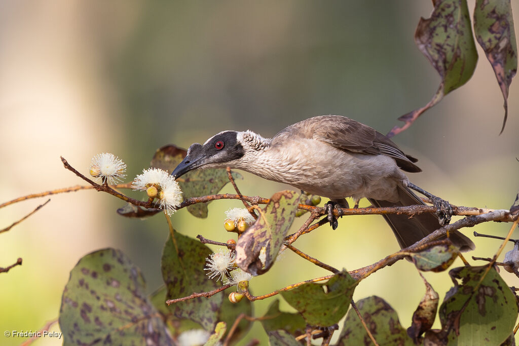 Silver-crowned Friarbird
