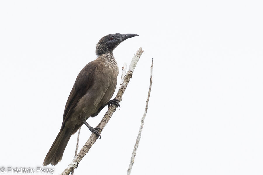 New Guinea Friarbird