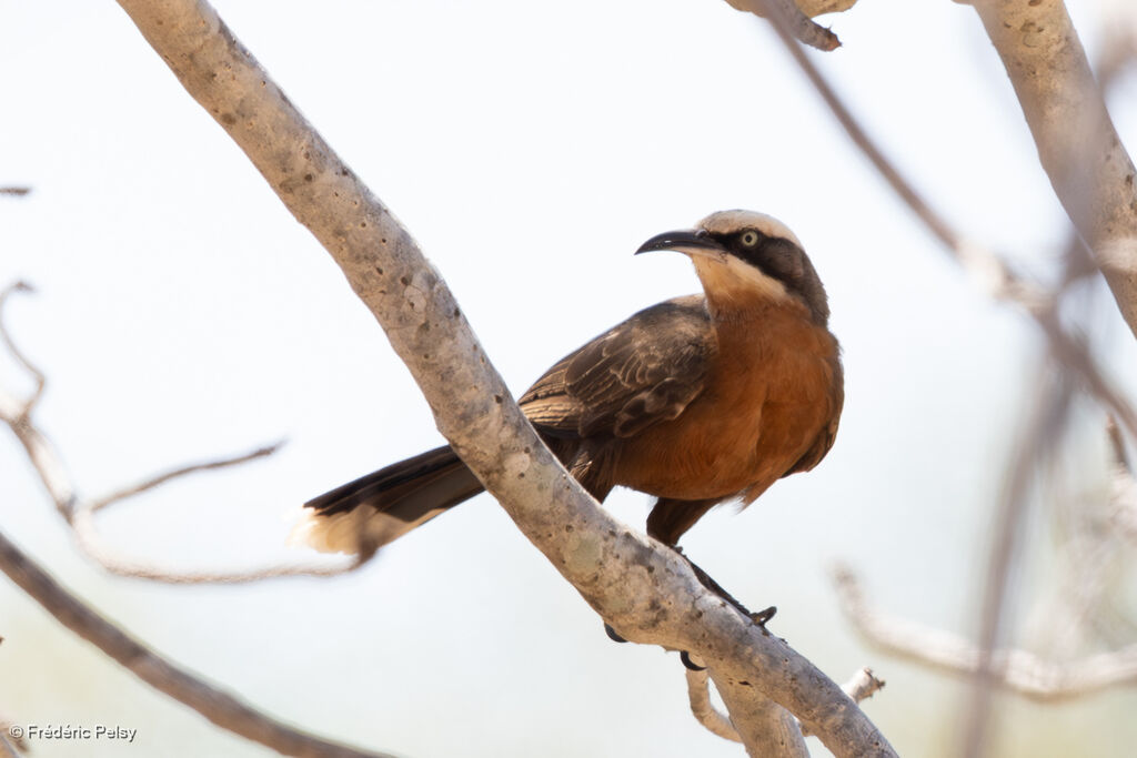 Pomatostome à calotte grise