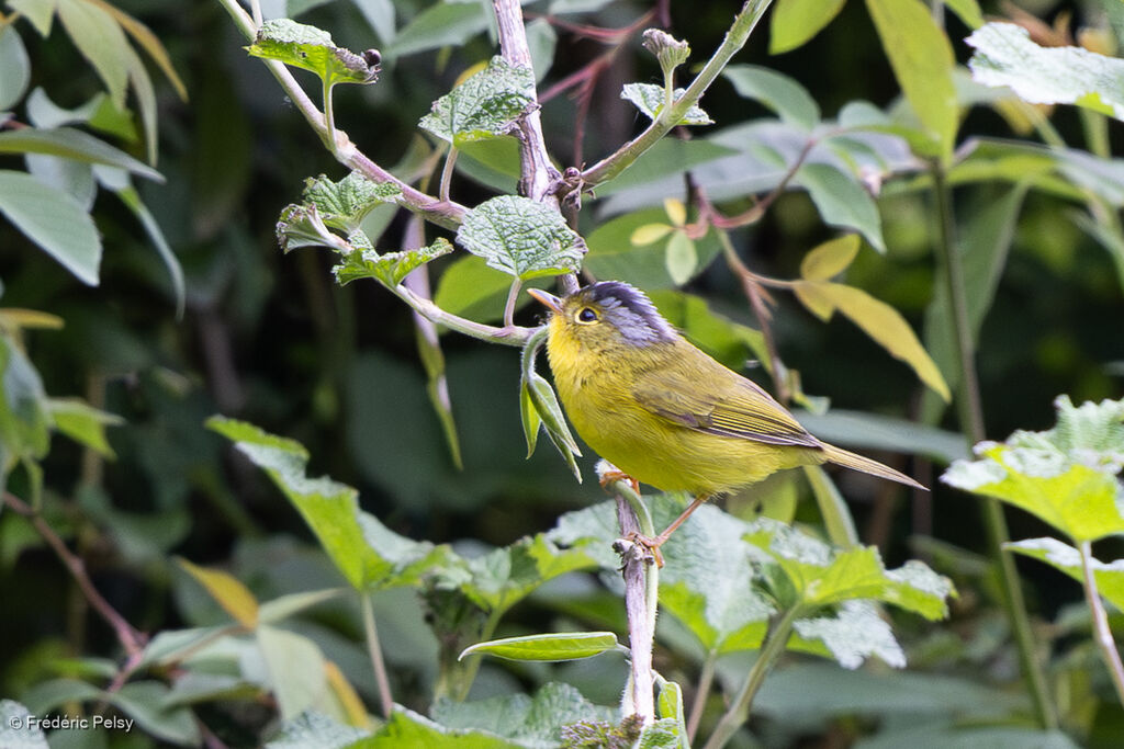 Grey-crowned Warbler
