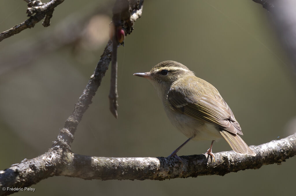 Large-billed Leaf Warbler