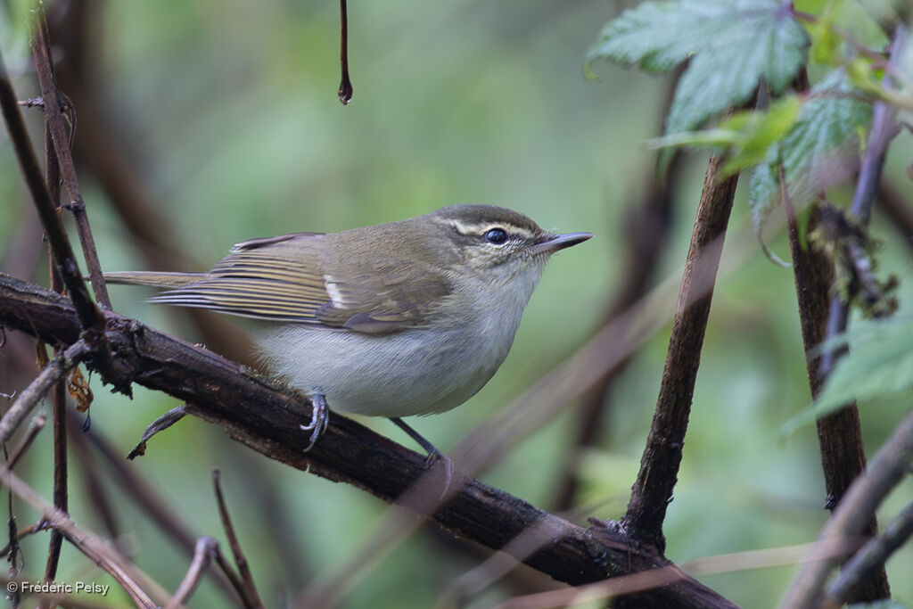 Large-billed Leaf Warbler