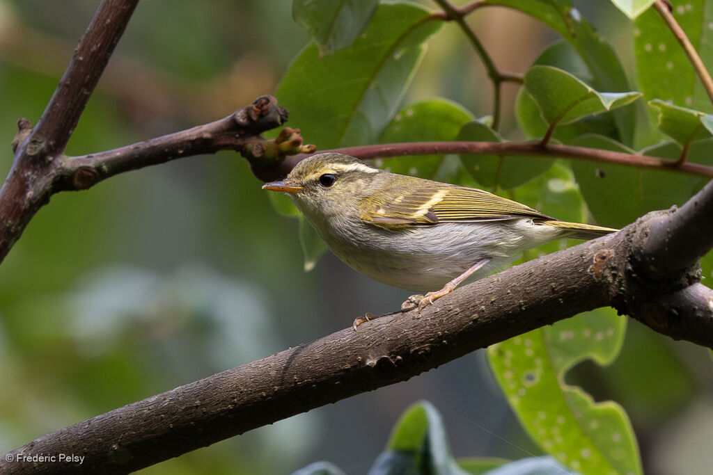 Kloss's Leaf Warbler