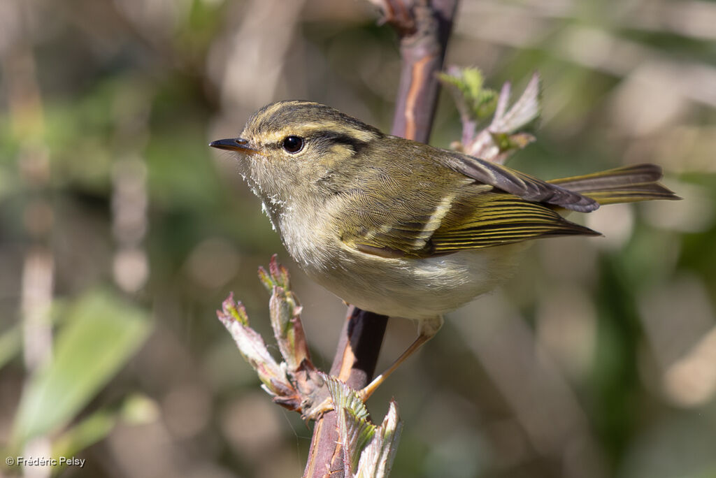 Sichuan Leaf Warbler