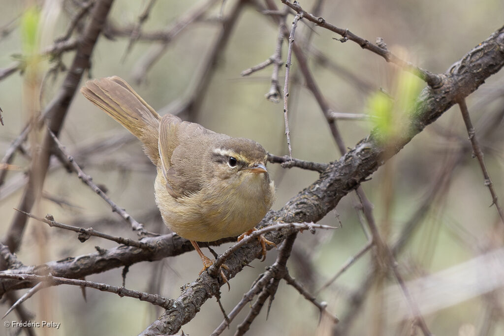 Yellow-streaked Warbler