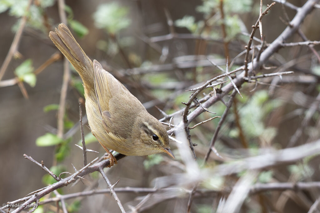 Yellow-streaked Warbler