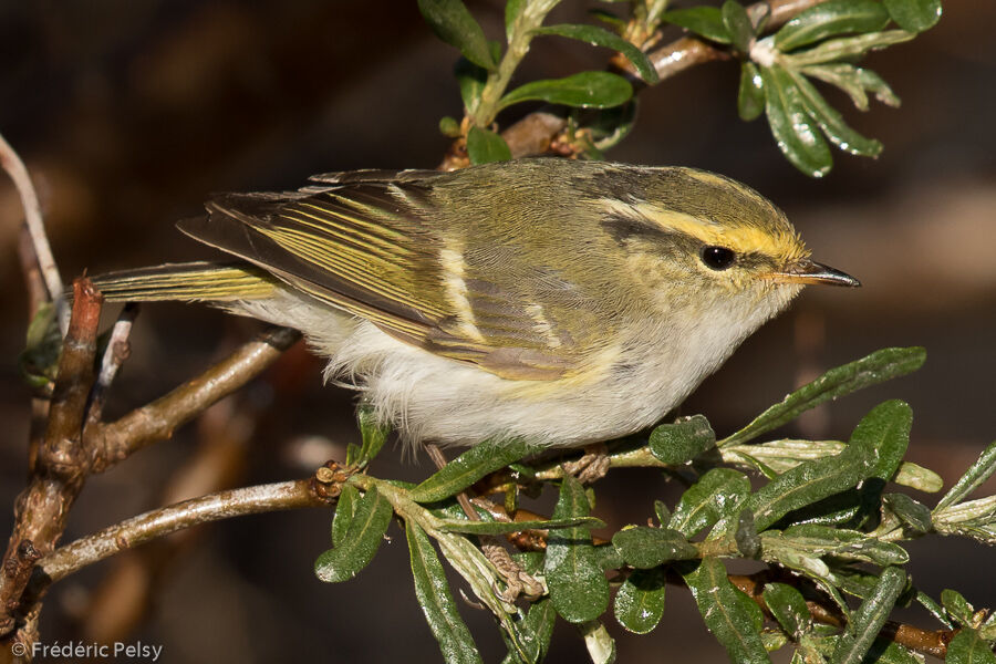 Pallas's Leaf Warbleradult, identification