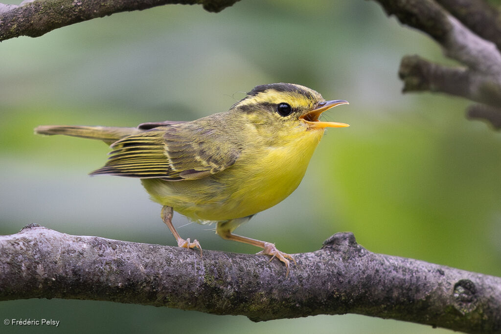 Sulphur-breasted Warbler