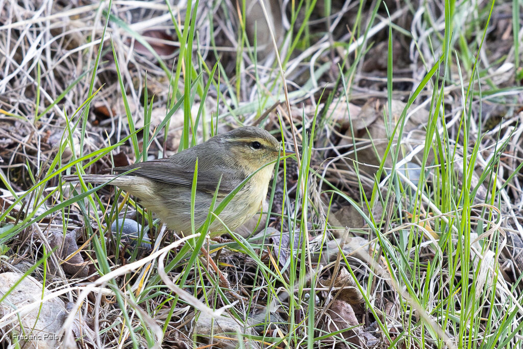 Tickell's Leaf Warbler