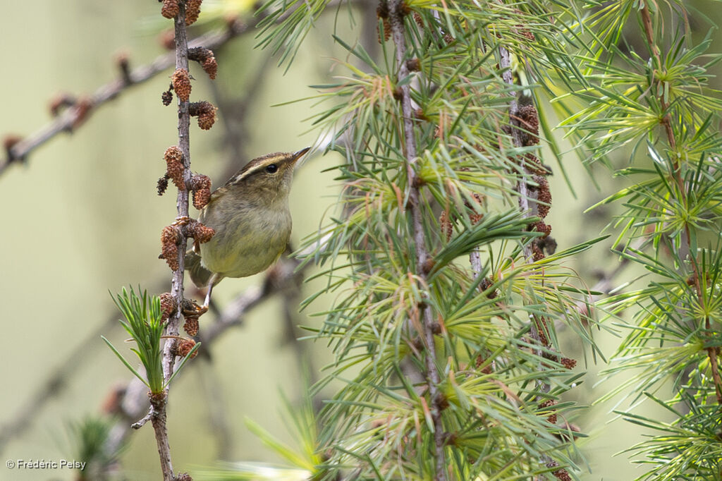 Chinese Leaf Warbler