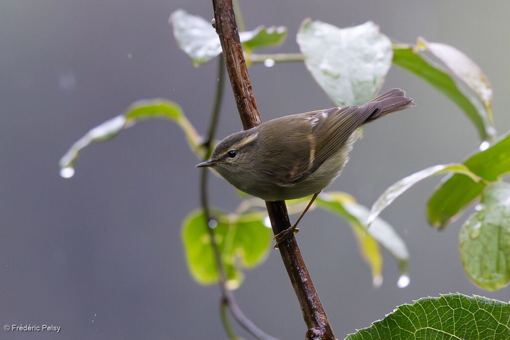 Buff-barred Warbler
